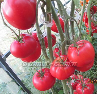 Томат-семка. Лучшие сорта томатов и перцев от Лидии Ганзен
