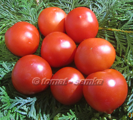 Томат-семка. Лучшие сорта томатов и перцев от Лидии Ганзен